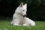 BERGER BLANC SUISSE - ADULTS ET PUPPIES 063